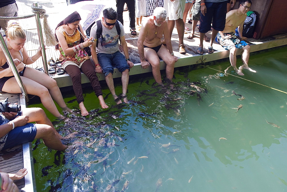 Fish therapy, Langkawi Island, Kedah State, Malaysia, Southeast Asia, Asia