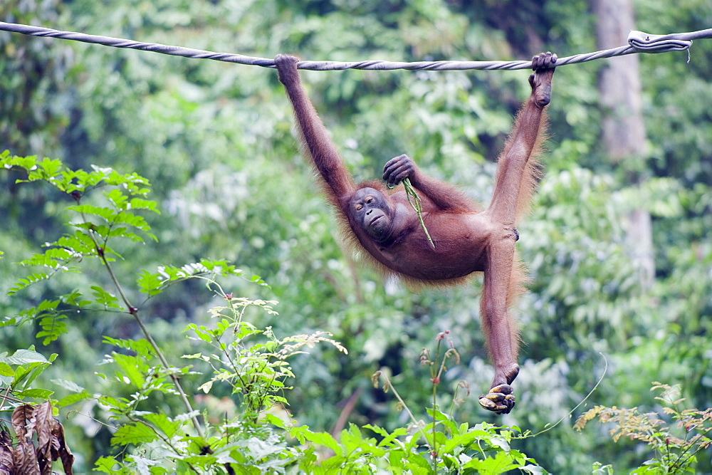 Sepilok Orang Utan Rehabilitation Centre, Borneo, Malaysia, Southeast Asia, Asia