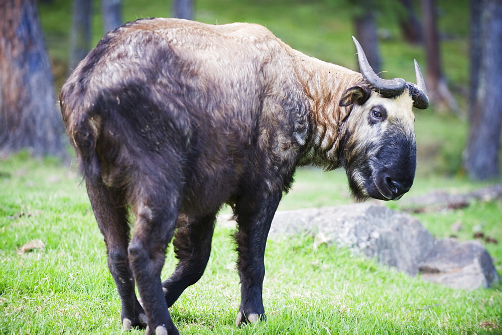 Takin, national animal of Bhutan, Motithang Takin Preserve, Thimphu, Bhutan, Asia