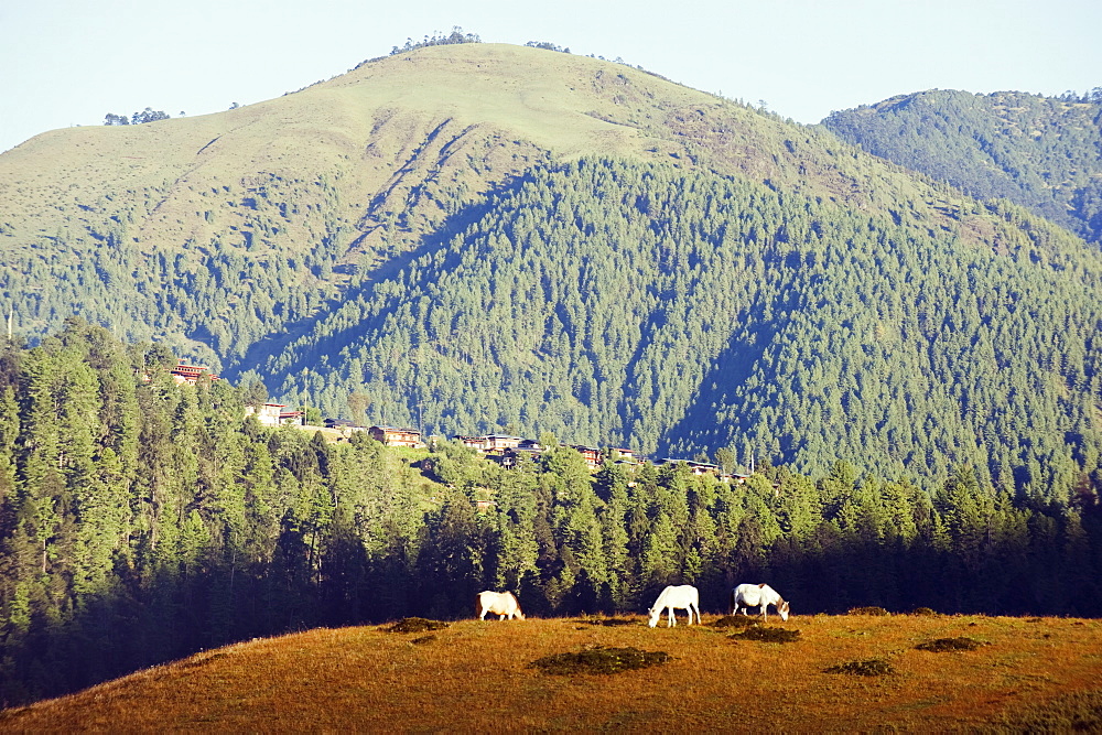 Horses on a ridge in Phobjikha Valley, Bhutan, Asia