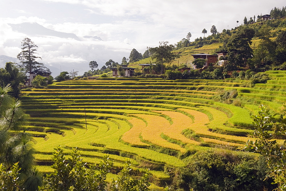 Rice terraces, Punakha, Bhutan, Asia