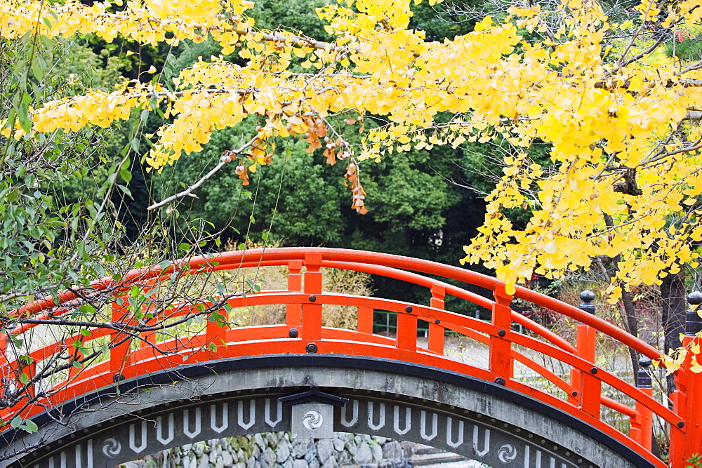 A red arched bridge and yellow gingko tree leaves, Shimogamo Shrine, Tadasu no Mori, Kyoto, Japan, Asia