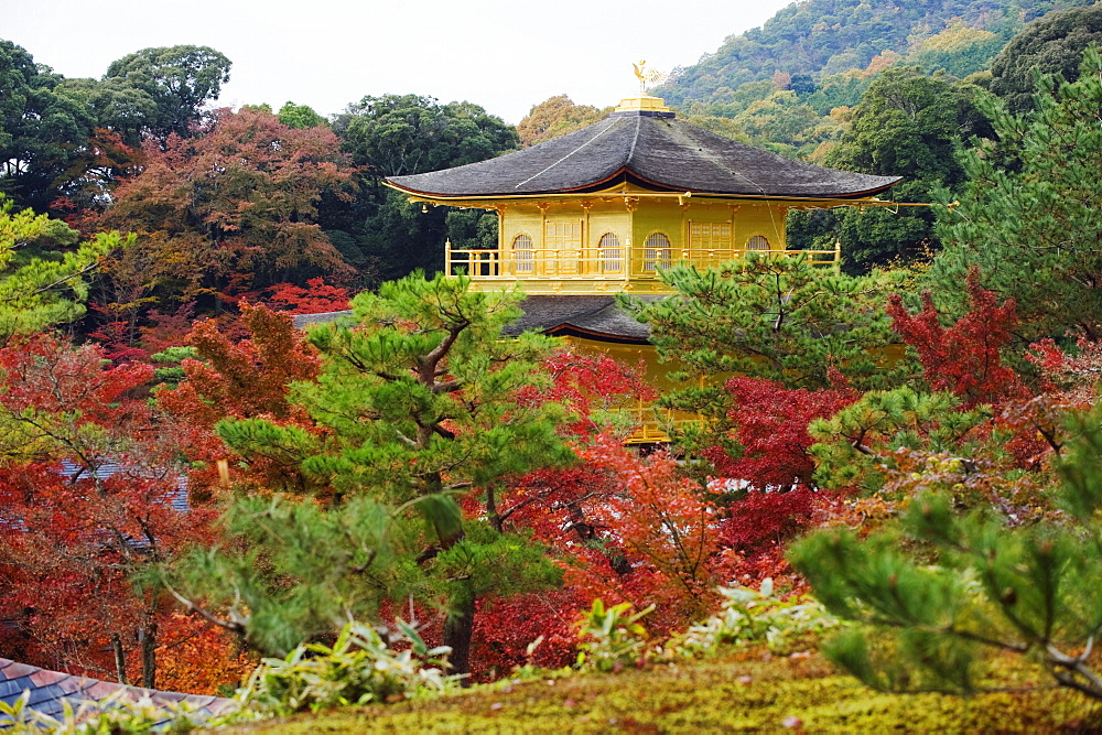 Autumn colour leaves, Golden Temple, Kinkaku ji (Kinkakuji), dating from 1397, Kyoto, Japan, Asia