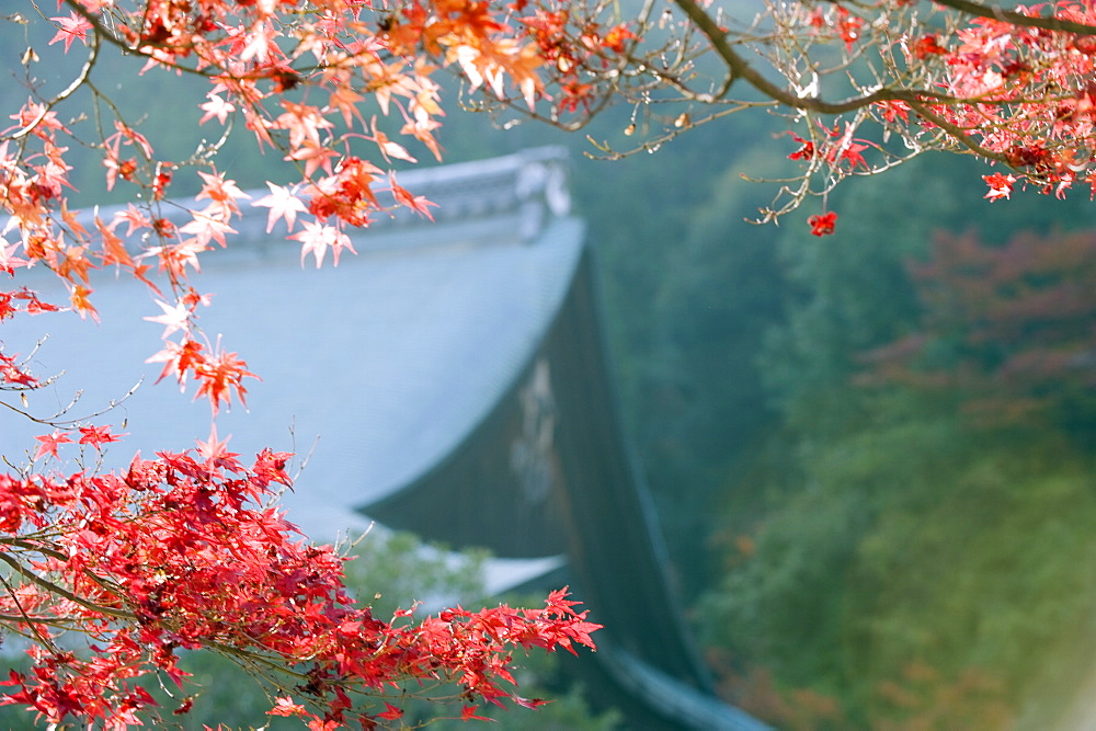 Autumn maple leaves at Nison in (Nisonin) Temple, dating from 834, Sagano area, Kyoto, Japan, Asia