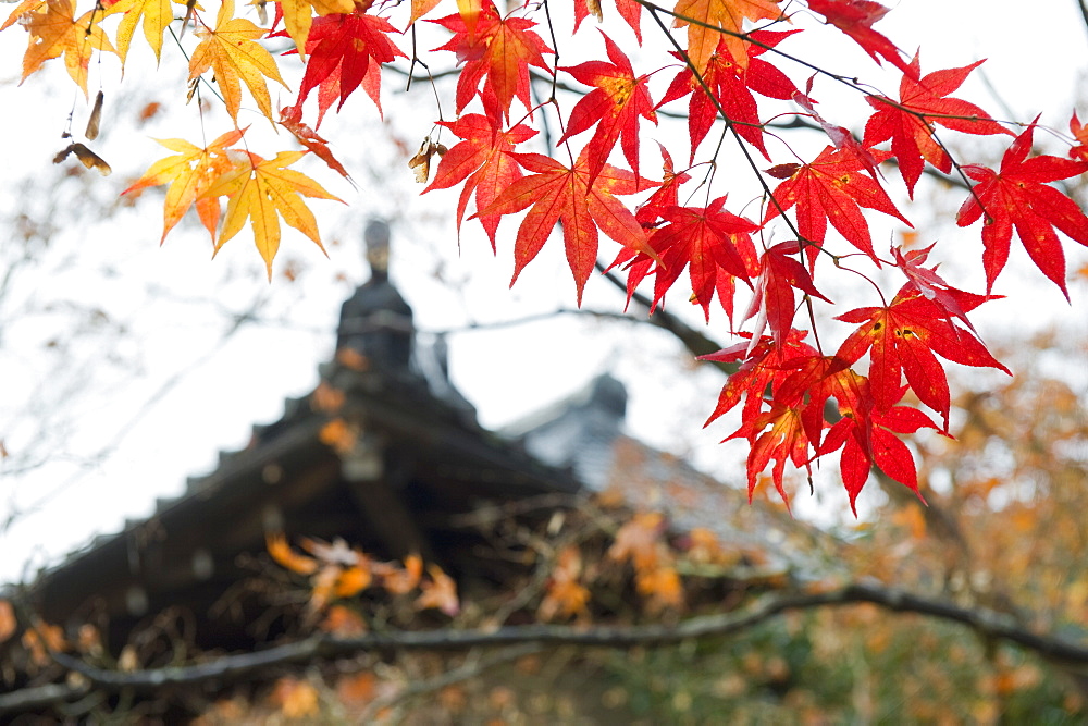 Autumn maple leaves at the 16th century Jojakko ji (Jojakkoji) Temple, Arashiyama Sagano area, Kyoto, Japan, Asia