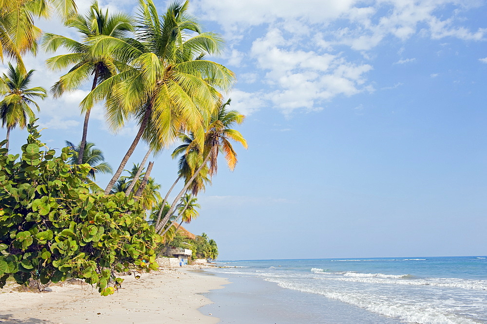 Palm trees on beach, Jacmel, Haiti, West Indies, Caribbean, Central America