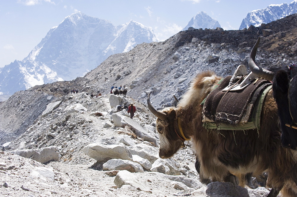 Yak on a trail, Solu Khumbu Everest Region, Sagarmatha National Park, Himalayas, Nepal, Asia