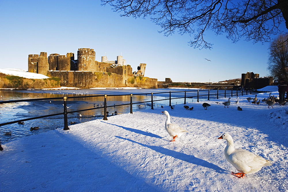 Ducks walking in the snow, Caerphilly Castle, Caerphilly, Gwent, Wales, United Kingdom, Europe