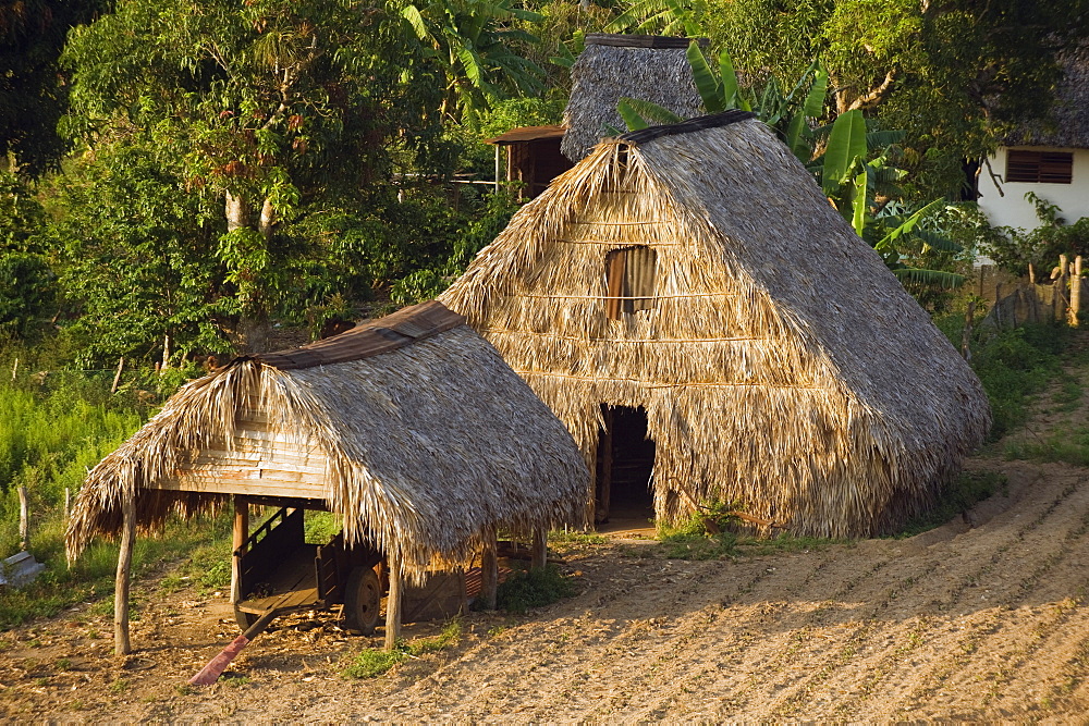 Thatched roof tobacco drying house, UNESCO World Heritage Site, Vinales Valley, Cuba, West Indies, Caribbean, Central America