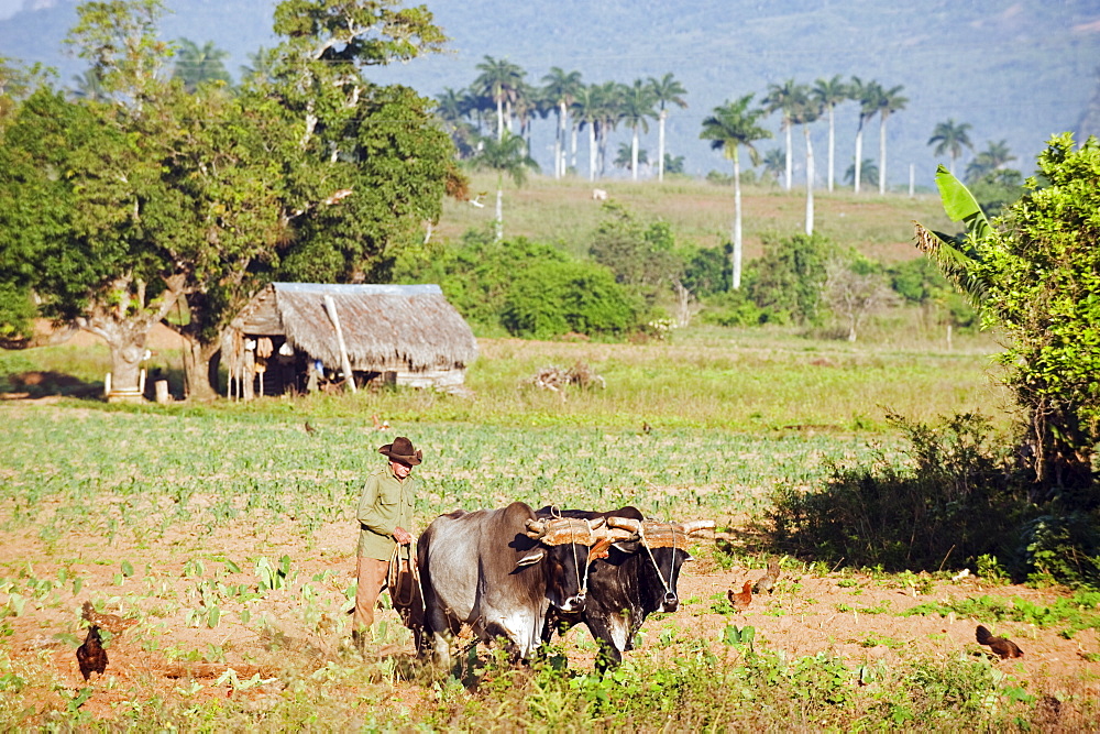 A farmer ploughing his field with oxen, UNESCO World Heritage Site, Vinales Valley, Cuba, West Indies, Caribbean, Central America