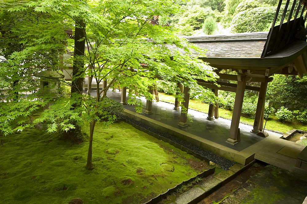 Ryoanji temple moss garden, Ryoan-ji temple, UNESCO World Heritage Site, Kyoto city, Honshu, Japan, Asia