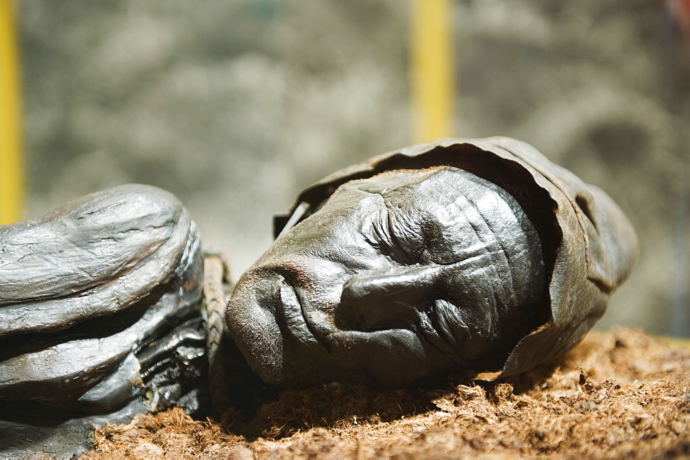 Preserved body of the Tollund Man, hung to death in 300 BC, Silkeborg Museum, Silkeborg, Jutland, Denmark, Scandinavia, Europe