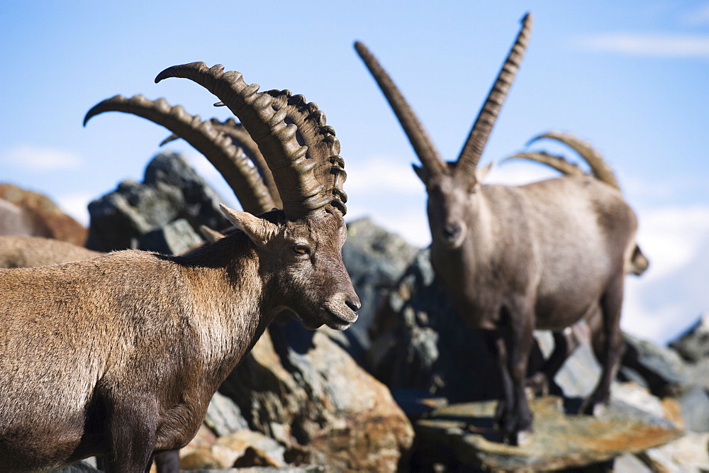 Ibex (Capra ibex), on lower slopes of Mont Blanc, Chamonix, French Alps, France, Europe