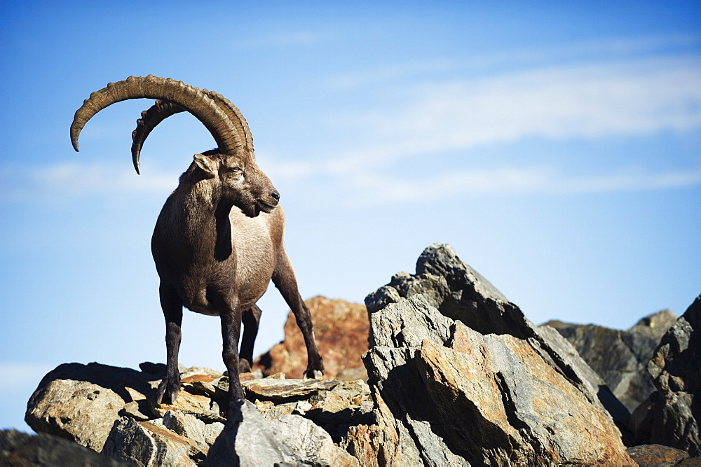 Ibex (Capra ibex), on lower slopes of Mont Blanc, Chamonix, French Alps, France, Europe