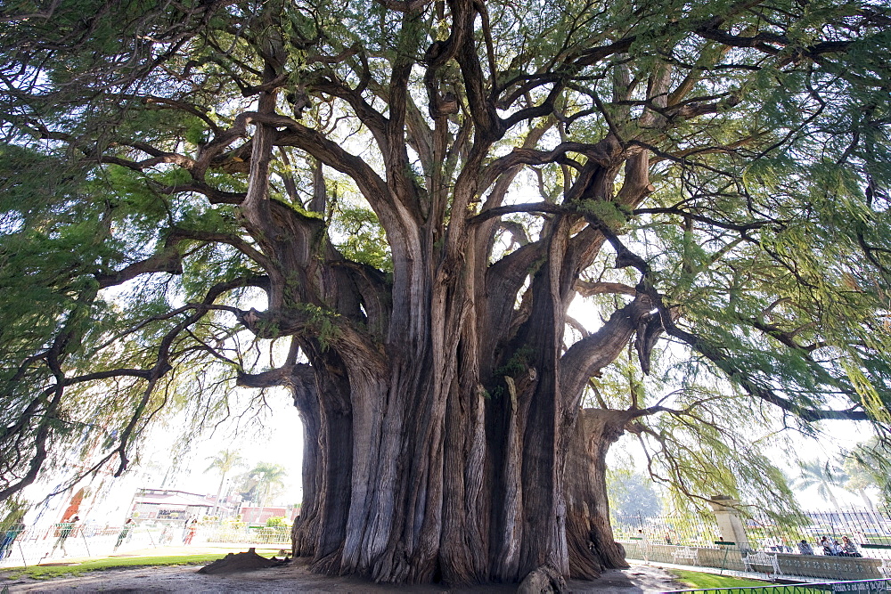 El Tule tree, the worlds largest tree by circumference, Oaxaca state, Mexico, North America