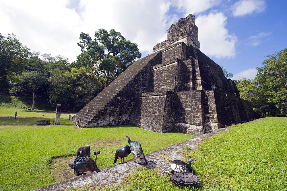 Turkeys at a pyramid in the Mayan ruins of  Tikal, UNESCO World Heritage Site, Guatemala, Central America