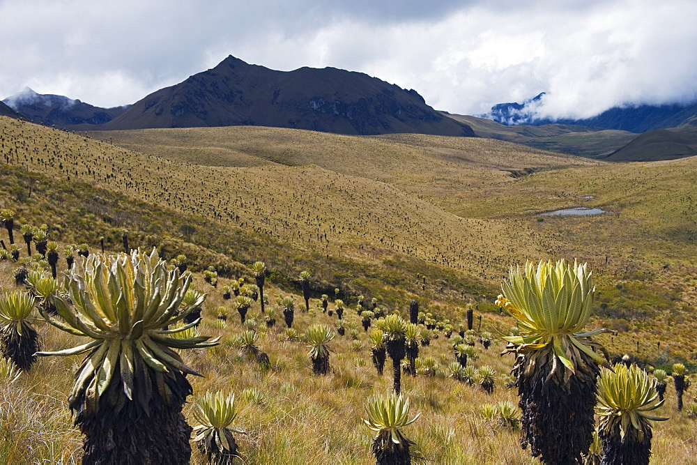 Frailejone plants in Los Nevados National Park, Salento, Colombia, South America