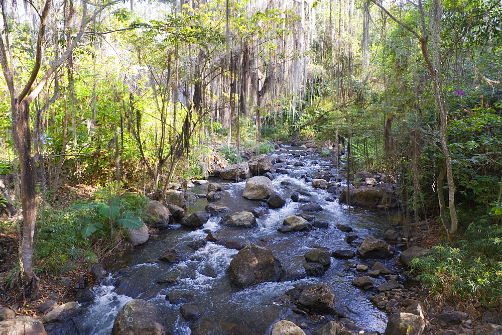 Trees covered with fronds of tillandsia, El Gallineral Park, San Gil, Colombia, South America