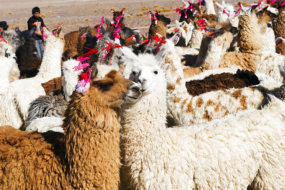 Llamas at Laguna Colorado, Eduardo Avaroa Andean National Reserve, Bolivia, South America