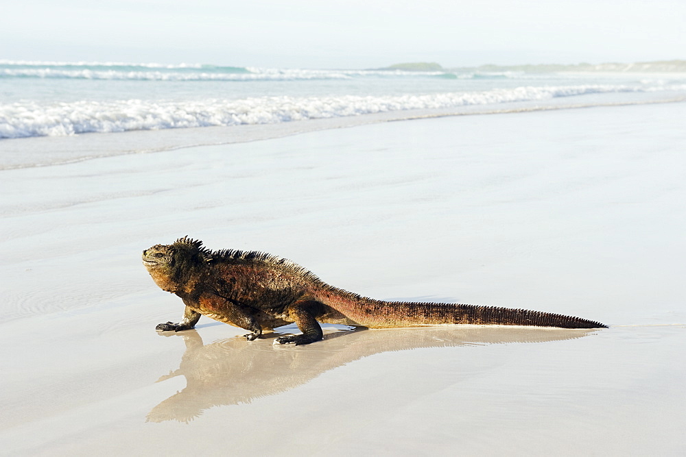 Marine Iguana (Amblyrhynchus cristatus), Turtle Bay, Isla Santa Cruz, Galapagos Islands, UNESCO World Heritage Site, Ecuador, South America