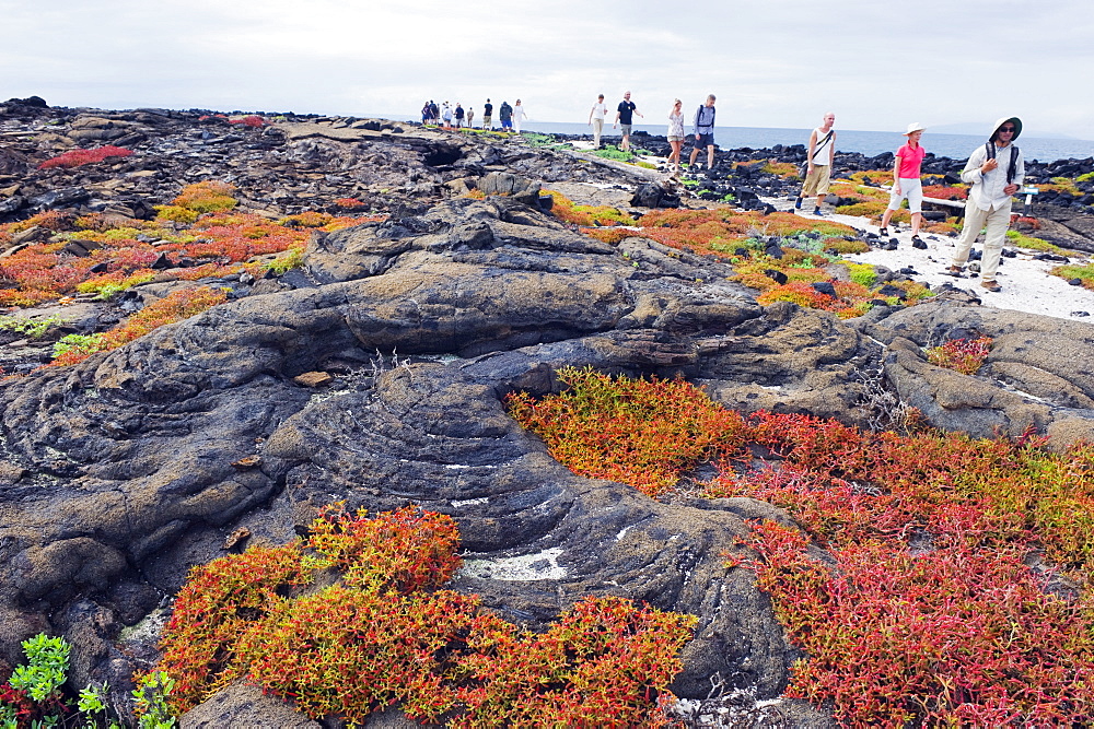 Tourists on walking tour, Isla Santa Cruz, Galapagos Islands, UNESCO World Heritage Site, Ecuador, South America