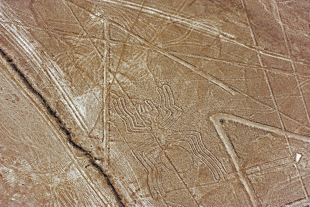 Spider, Lines and Geoglyphs of Nasca, UNESCO World Heritage Site, Peru, South America