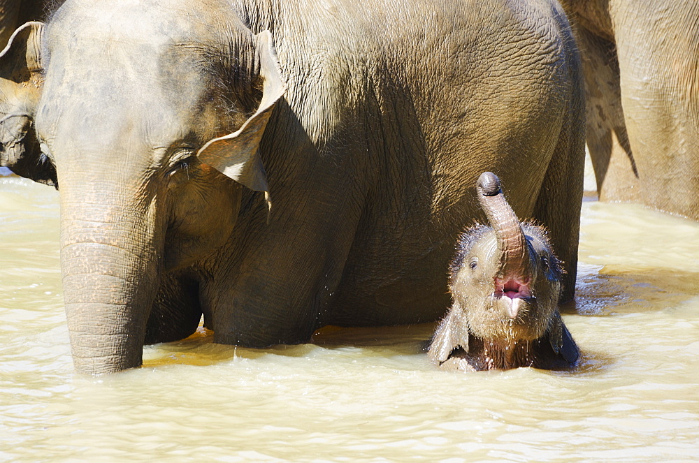 Pinnewala Elephant Orphanage near Kegalle, Hill Country, Sri Lanka, Asia