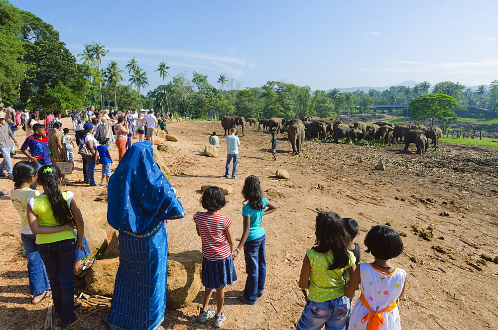 Pinnewala Elephant Orphanage near Kegalle, Hill Country, Sri Lanka, Asia