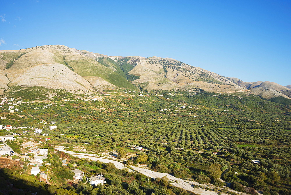 Qeparo plantations, Albania, Europe 