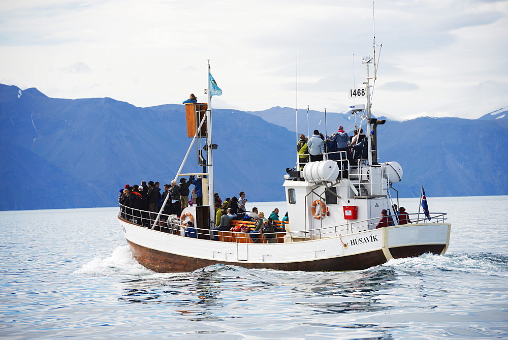 Whale watching tour, Husavik, Northern Region, Iceland, Polar Regions