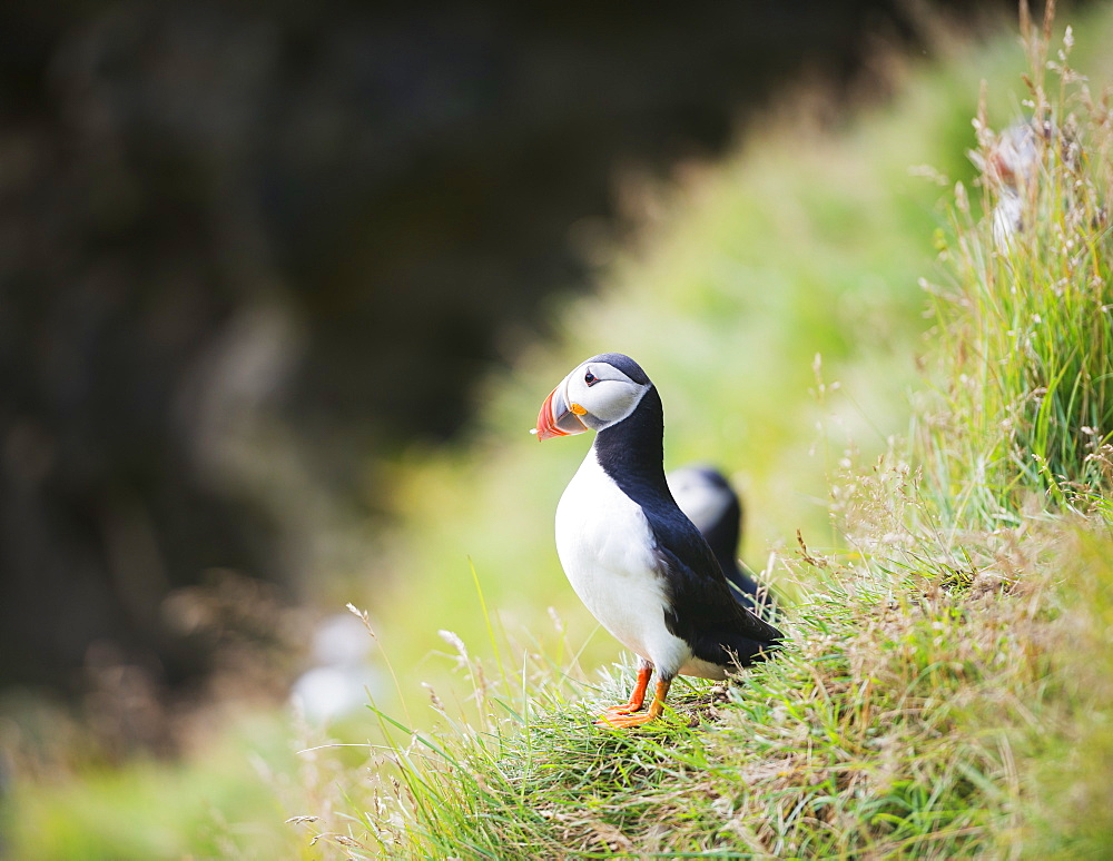 Puffin (Fratercula arctica), Heimaey Island, Vestmannaeyjar, volcanic Westman Islands, Iceland, Polar Regions