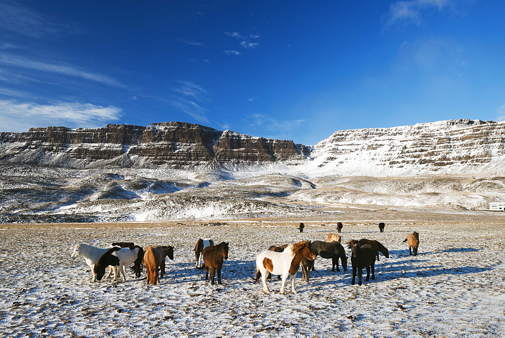 Icelandic horses, Iceland, Polar Regions