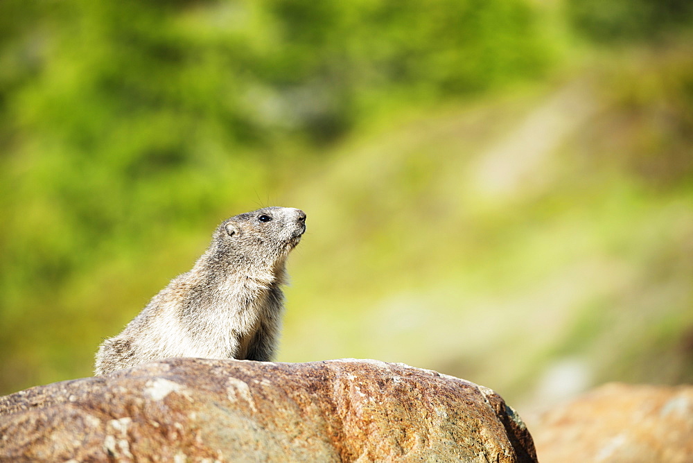 Marmot (Marmota marmota), Zermatt, Valais, Swiss Alps, Switzerland, Europe 