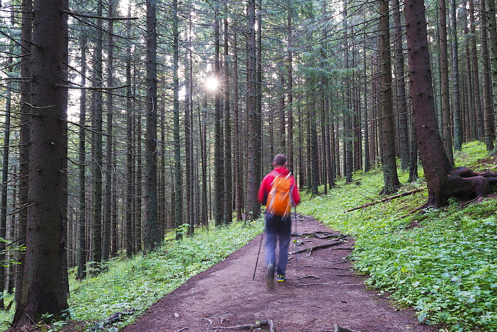 Hiking trail, Zakopane, Carpathian Mountains, Poland, Europe 