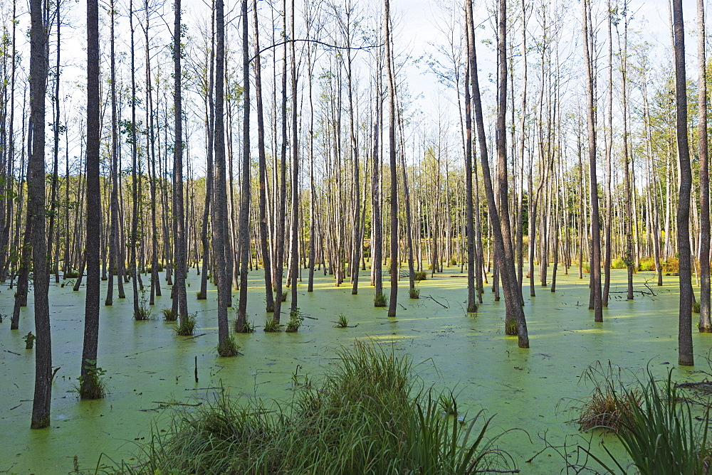 Swamp land forest, Warmia, Poland, Europe 