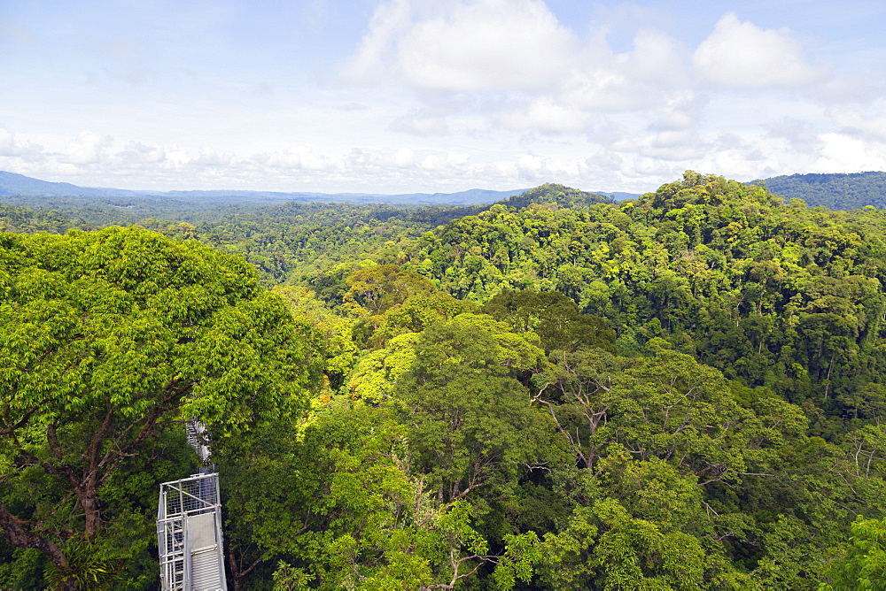 Canopy walk, Ula Temburong National Park, Brunei, Borneo, Southeast Asia, Asia