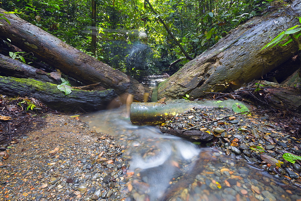 Ula Temburong National Park, Brunei, Borneo, Southeast Asia, Asia