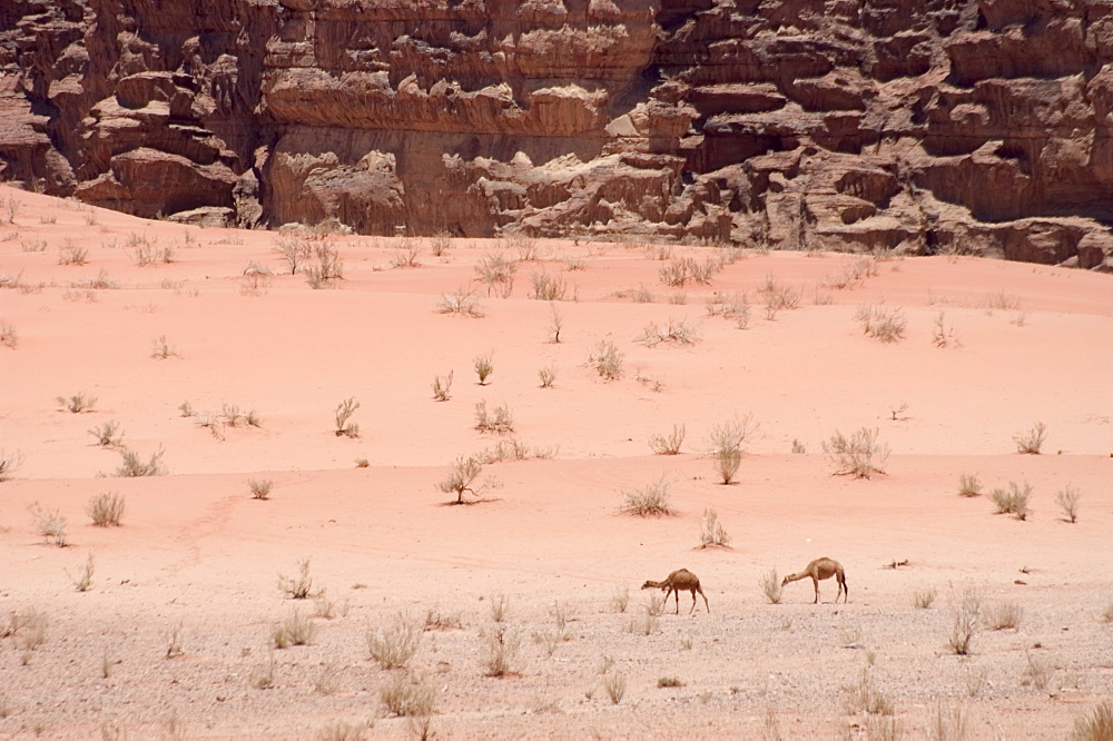 Camels in desert scenery, Wadi Rum, Jordan, Middle East