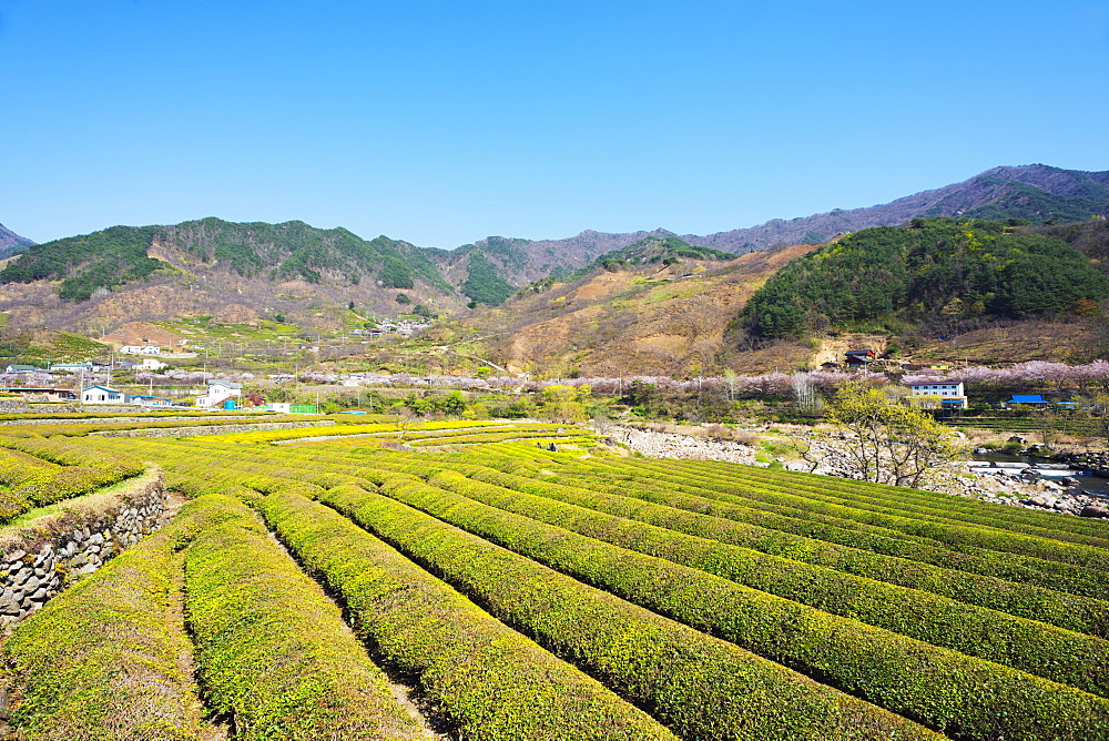 Spring blossom and tea plantations, Jirisan National Park, Gyeongsangnam-do, South Korea, Asia