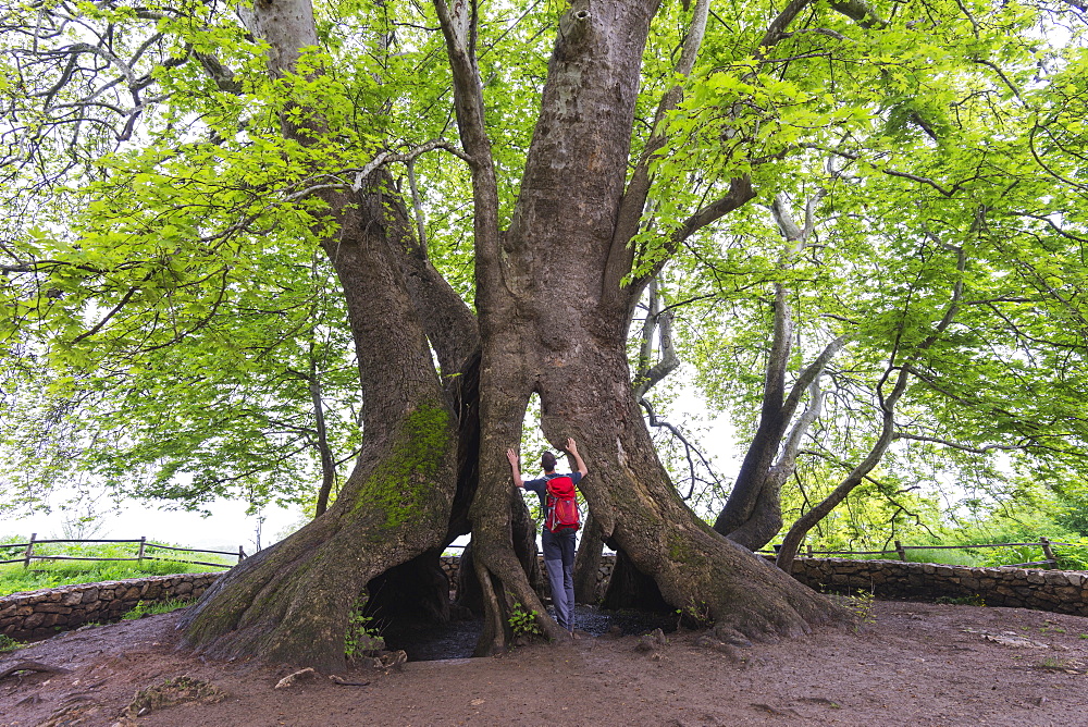 A 2000 year old Platan tree, independent Armenian enclave officially within Azerbaijan, Nagorno-Karabakh, Armenia, Caucasus, Central Asia, Asia