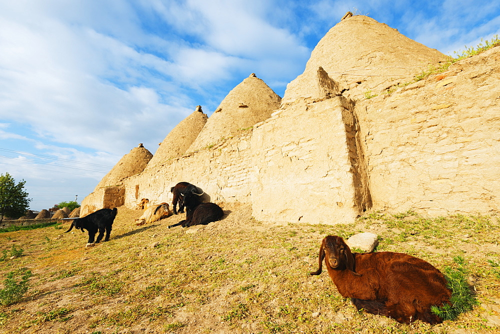 Bee-hive mud brick houses and goats, village of Harran, Anatolia, Turkey, Asia Minor, Eurasia