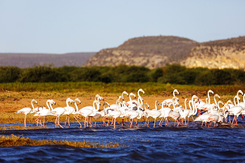 Greater flamingo (Phoenicopterus roseus), St. Augustine, southern area, Madagascar, Africa