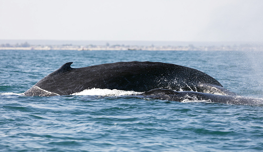 Humpback whale (Megaptera novaeangliae), Anakao, southern area, Madagascar, Africa