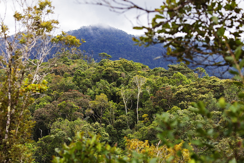 Ranomafana National Park, central area, Madagascar, Africa