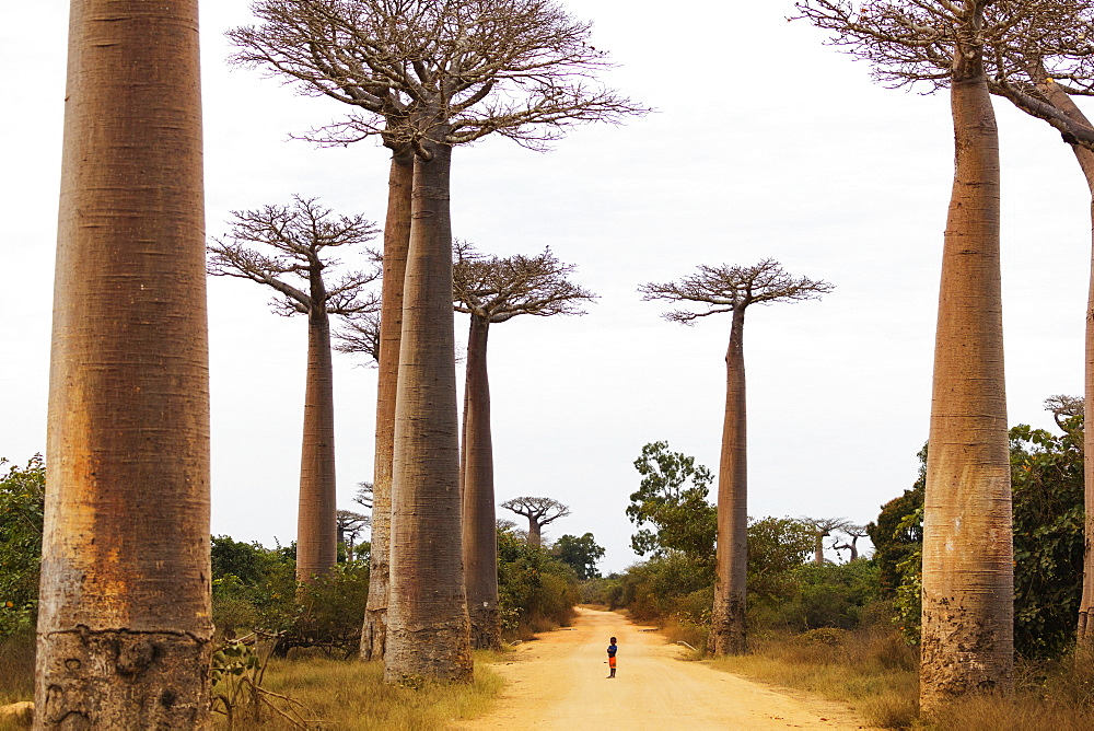 Allee de Baobab (Adansonia), western area, Madagascar, Africa