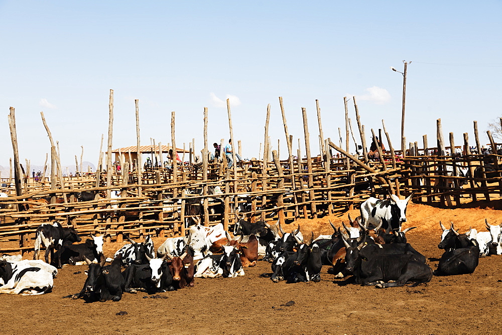 Zebu cattle market, Ambalavao, central area, Madagascar, Africa