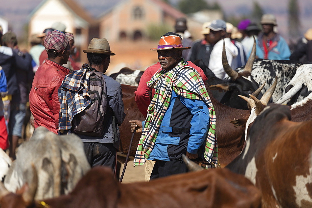 Zebu cattle market, Ambalavao, central Madagascar, Africa