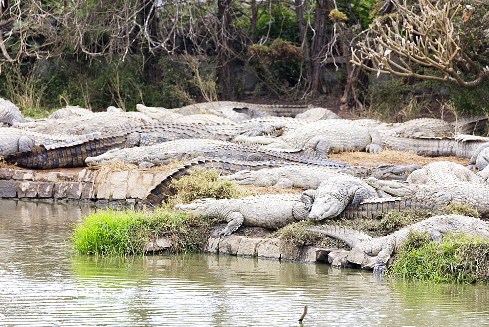 Crocodile Farm, Nile crocodile (Crocodylus niloticus), Antananarivo, Madagascar, Africa