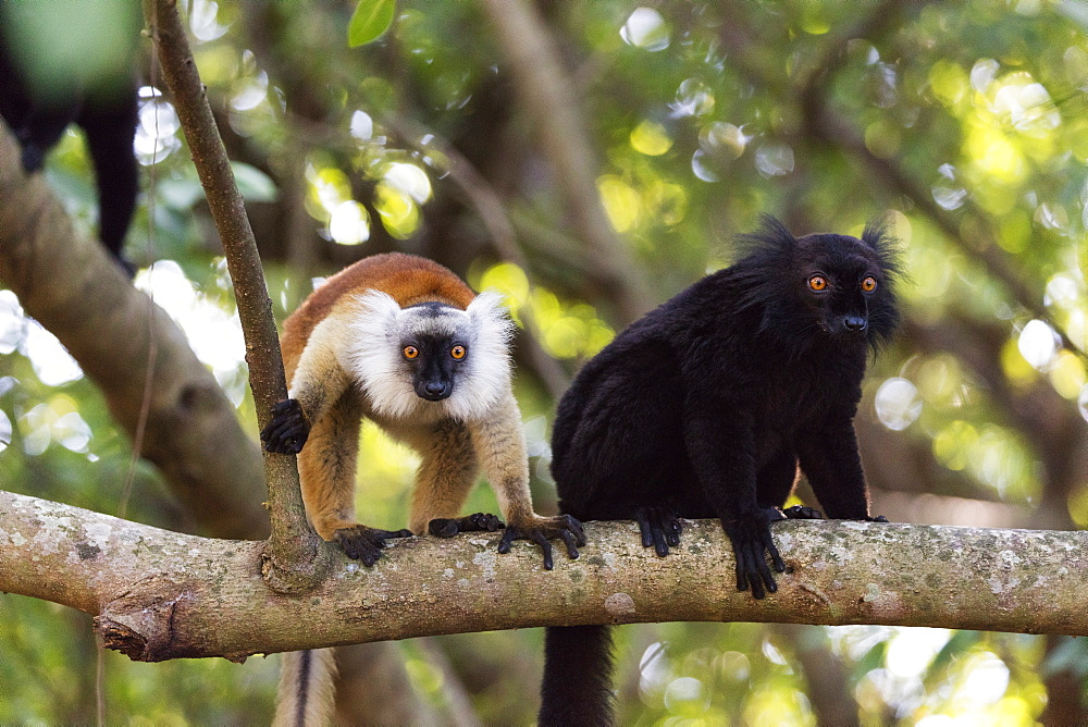 Sacred Baobab tree, male and female black lemur (Eulemur macaco), Nosy Be Island, northern area, Madagascar, Africa