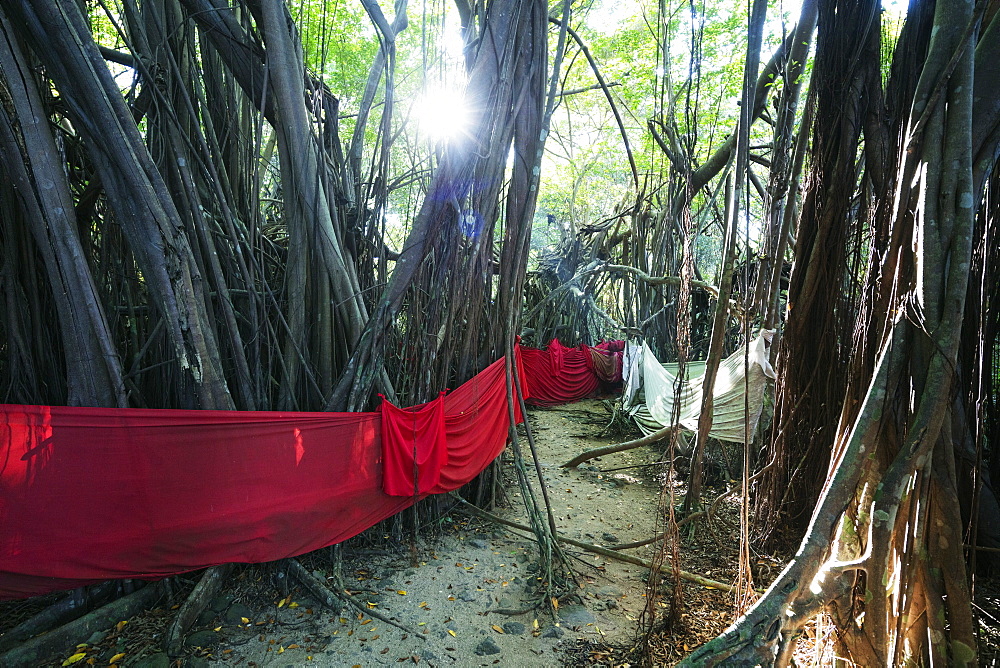 Sacred Banyan tree, Nosy Be Island, northern area, Madagascar, Africa